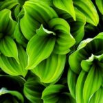 20 Facts About Plants - Facts.net