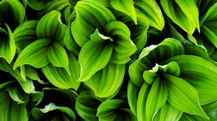 20 Facts About Plants - Facts.net